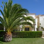 How to Landscape With Palm Trees in Orlando