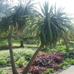 How to Landscape With Palm Trees in Tampa