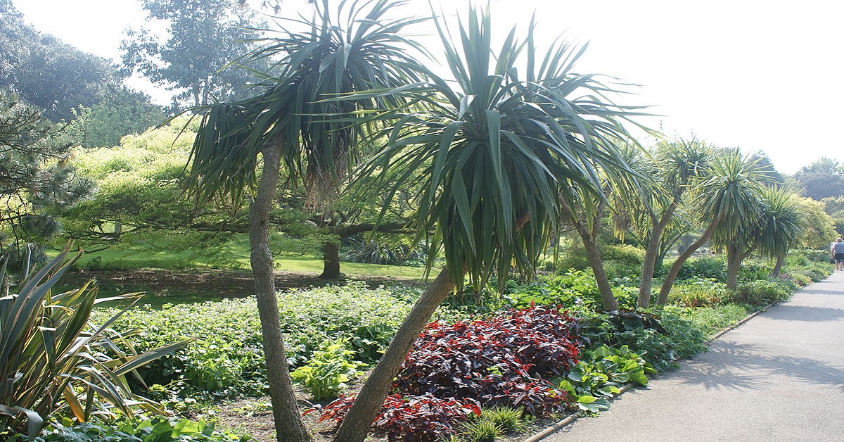 Two small palm trees in the foreground with various shrubs in the background