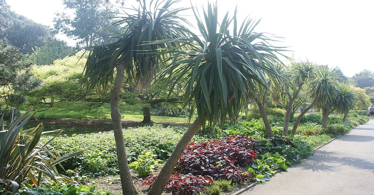 Two small palm trees in the foreground with various shrubs in the background