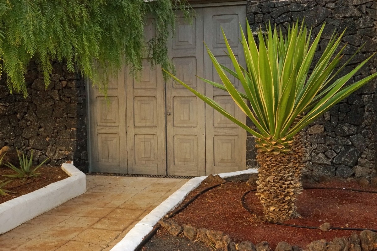 Small palm tree in a plant bed beside a walkway, a door, and a stone wall