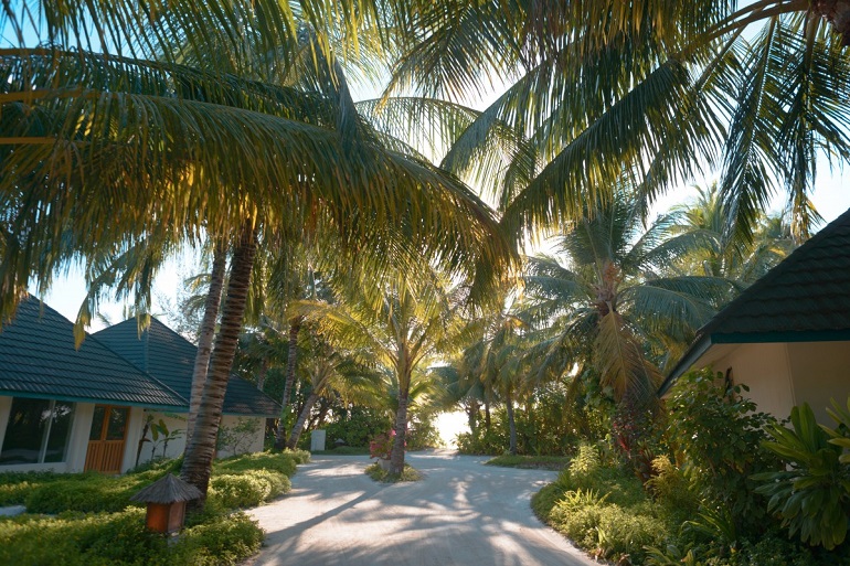 Several palm trees casting shade over a walkway on a sunny day
