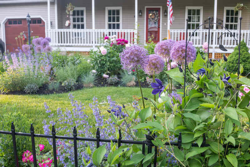 Beautiful purple flowers in flower beds in front of a White House with a porch.