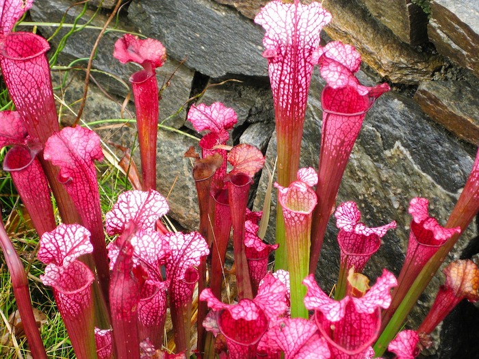 Pitcher Plant