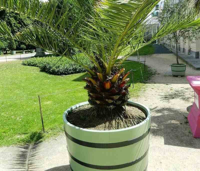 potted palm tree