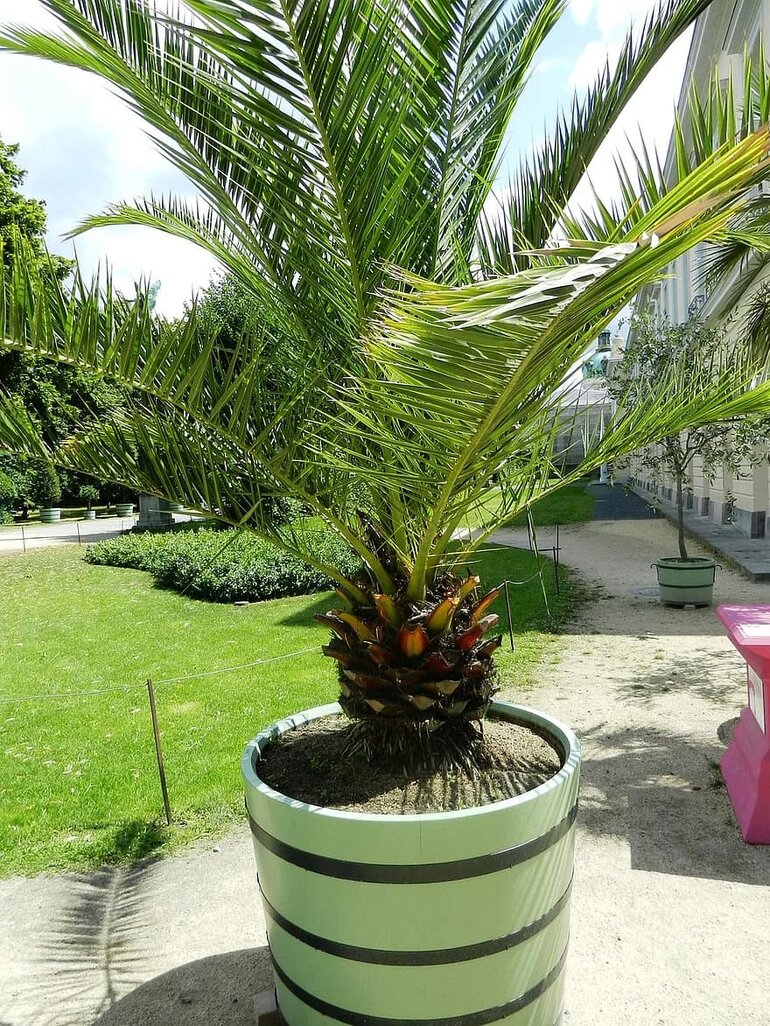A small palm tree in a green pot outdoors