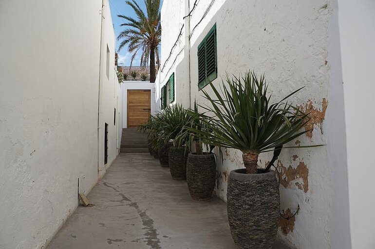 A line of small potted palm trees next to a white wall