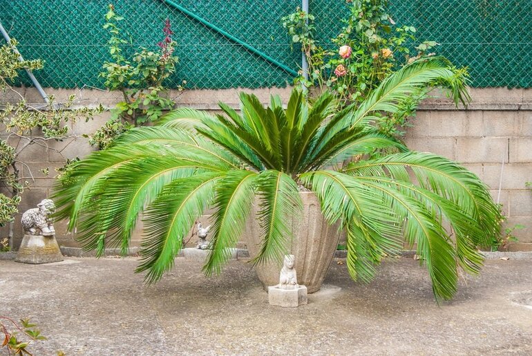 Small palm tree in a concrete pot against a concrete wall and chain-link fence