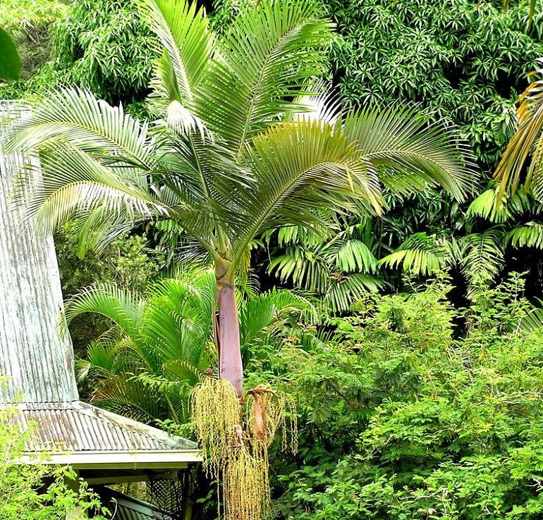 A purple king palm tree stands out against a backdrop of green forest