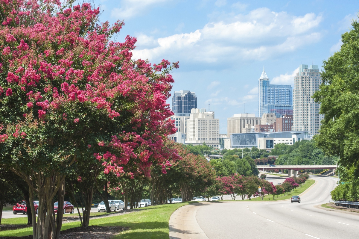 blooming crepe myrtles in downtown raleigh