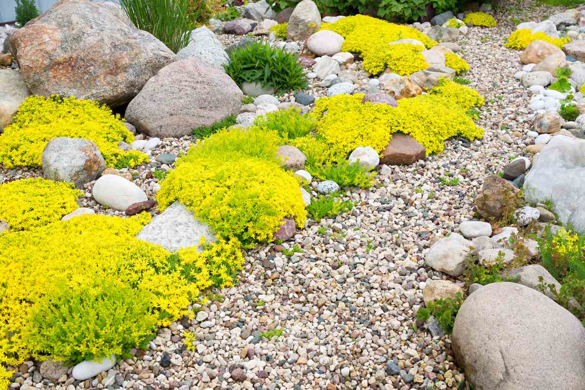 rockery rock garden with shrubs