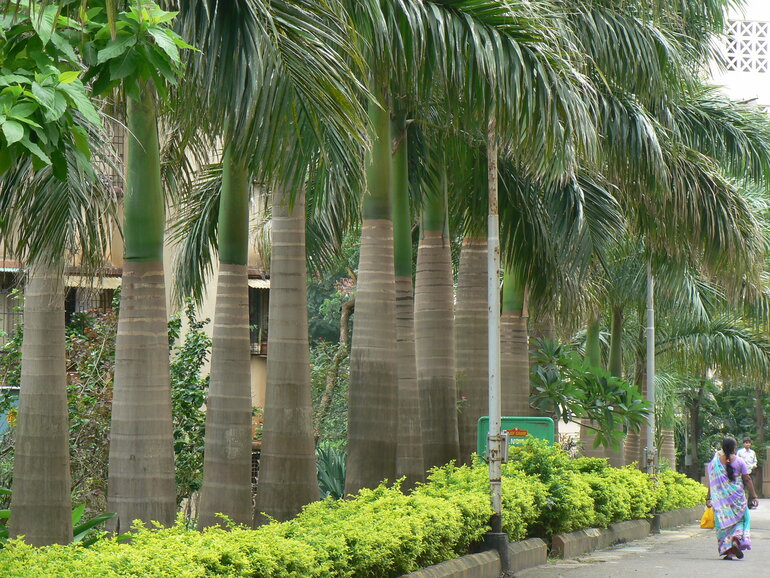 A row of royal palm trees blocks the view of a house from the street