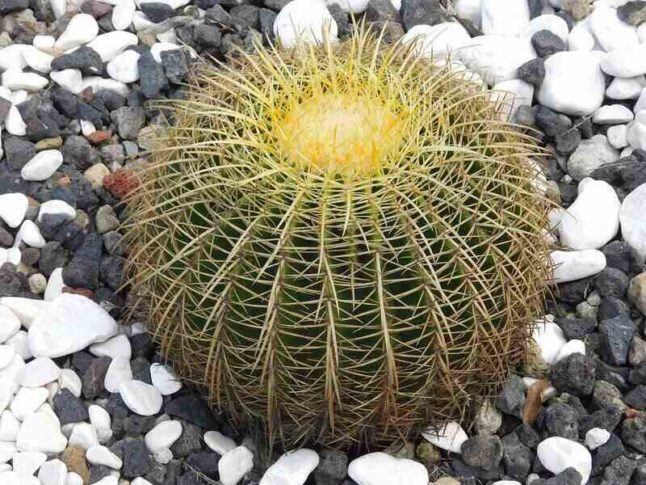 Cactus-Rock-Garden