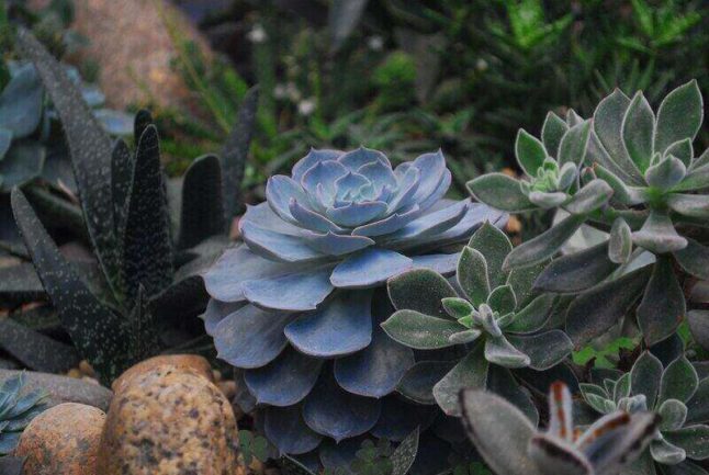 Succulents near a few stones