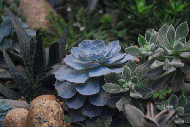 Succulents near a few stones