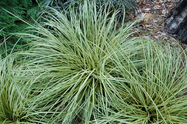 a clump of sedge