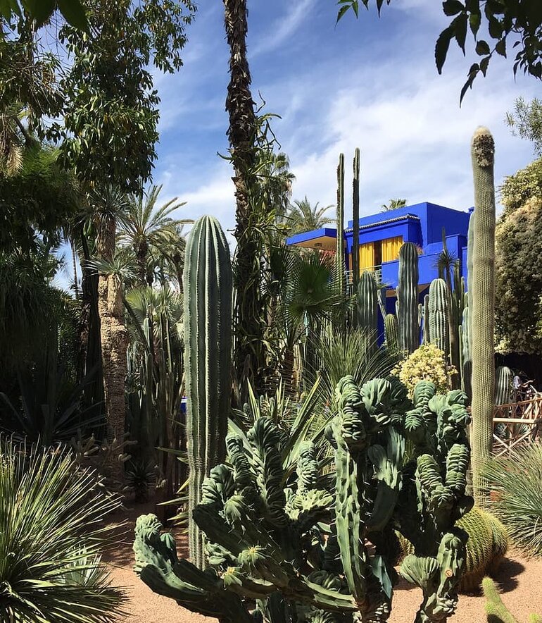 Succulents and palm trees in front of a blue house