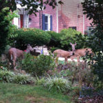 6 Deer-Resistant Shrubs for Landscaping Your Yard