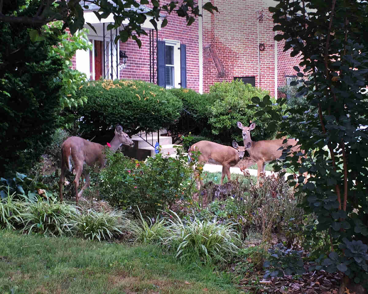 deer eating landscape