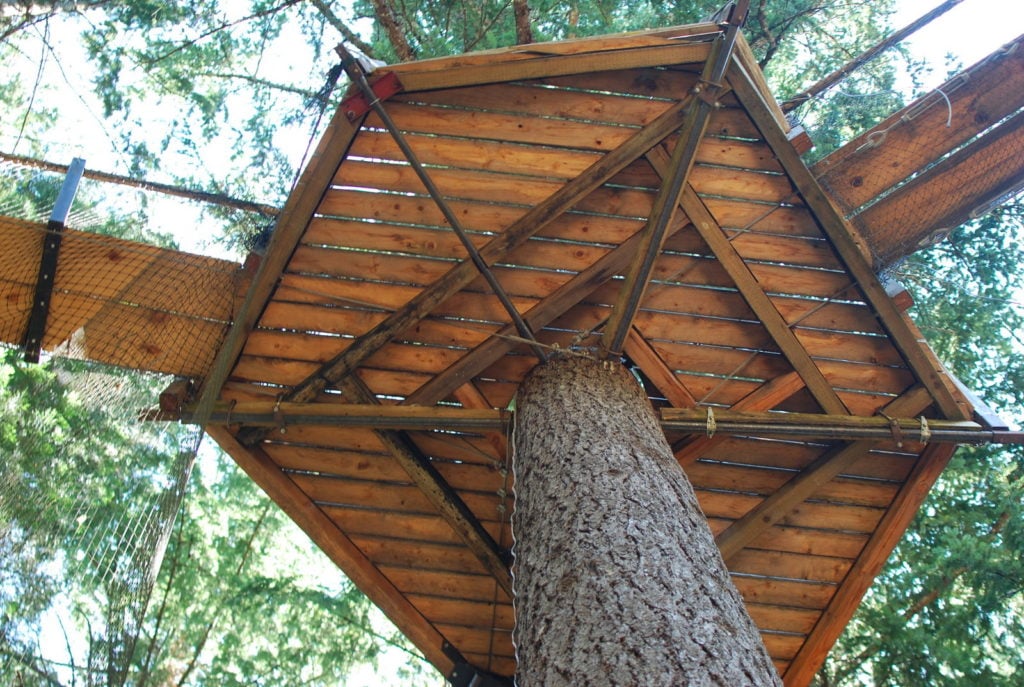 Looking up at a treehouse platform from the ground