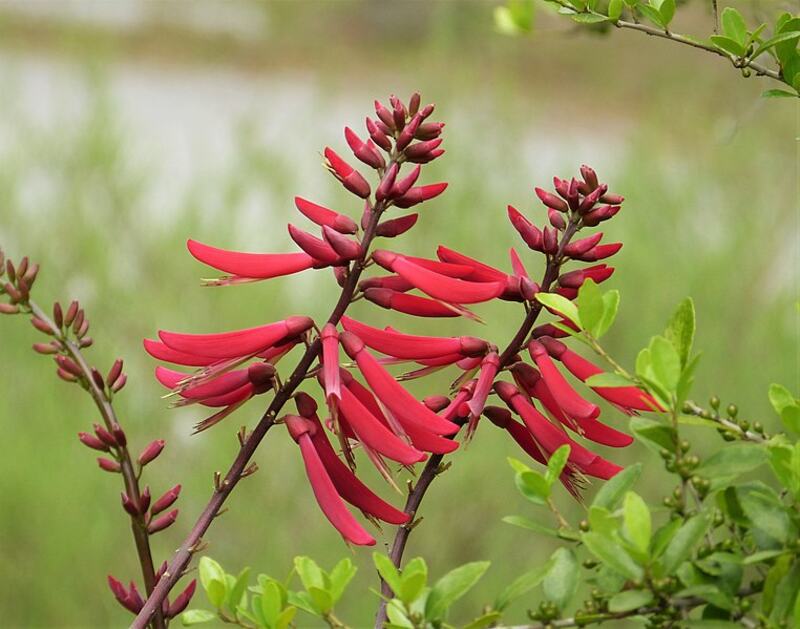 Red tubular coral bean flowers