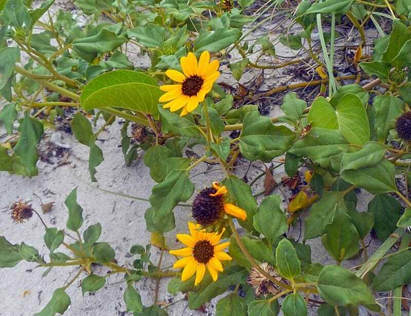 yellow beach sunflowers