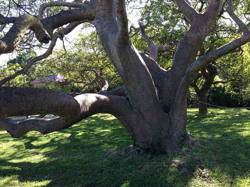 branches of bursera simaruba