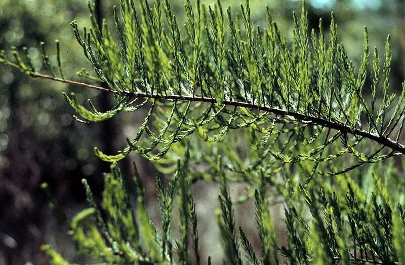 leaves of pond cypress