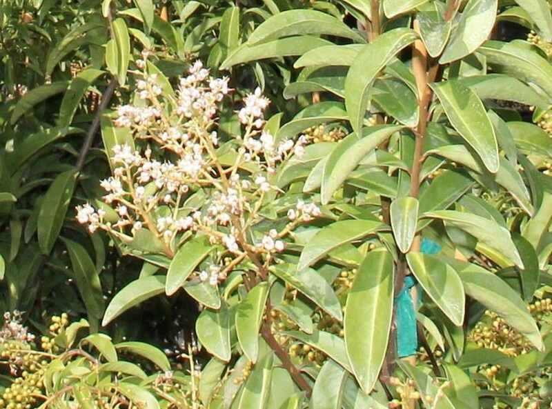 White flower cluster of the marlberry shrub