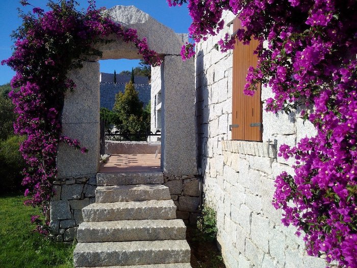 Purple bougainvillea flowering vine climbing up white walls