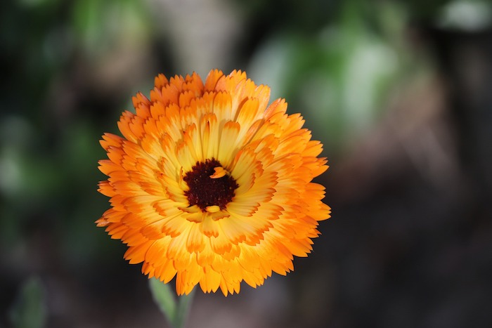 Orange calendula