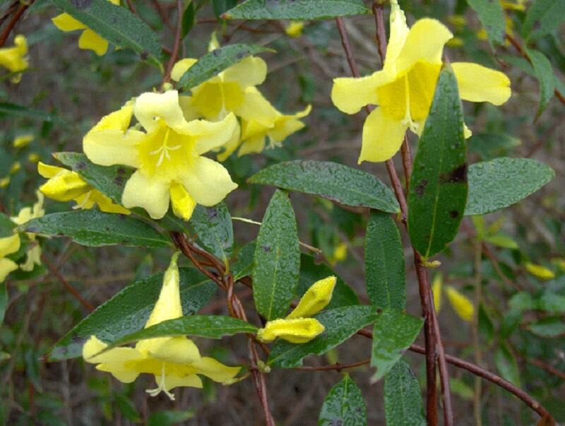 yellow Carolina jessamine flowers