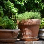 How to Build Container Gardens