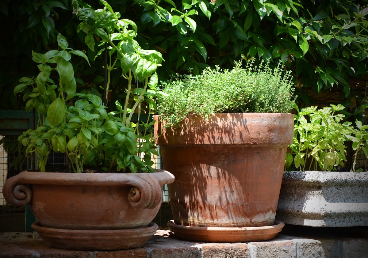 Herbs growing in a container garden
