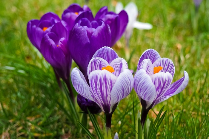 Purple and white crocuses blooming