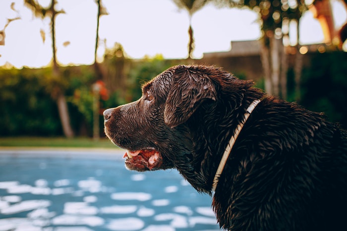 Dog looking over pool