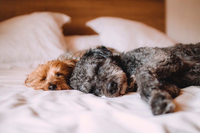 Two dogs resting in bed