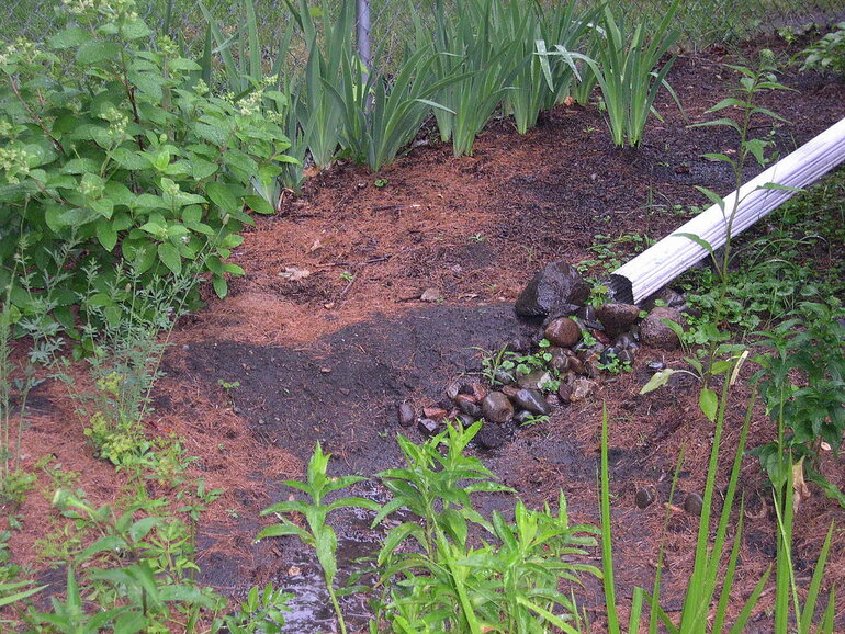 Water pouring out of a downspout into mulch and dirt