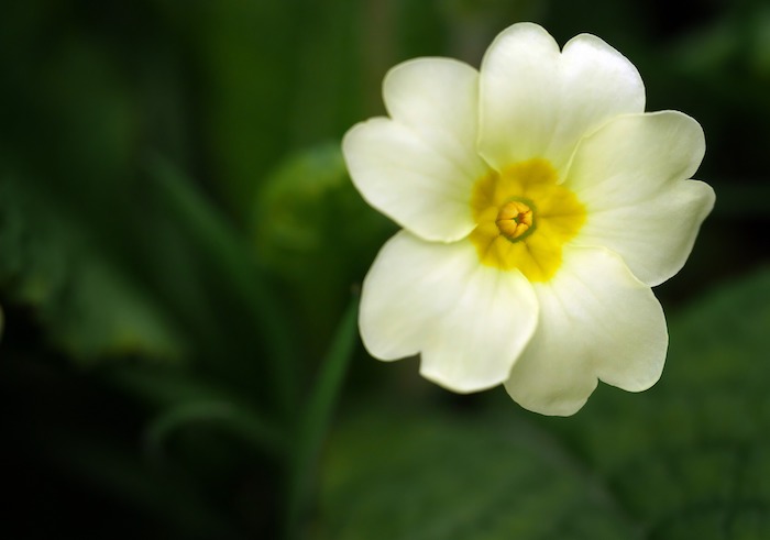 Blooming English primrose