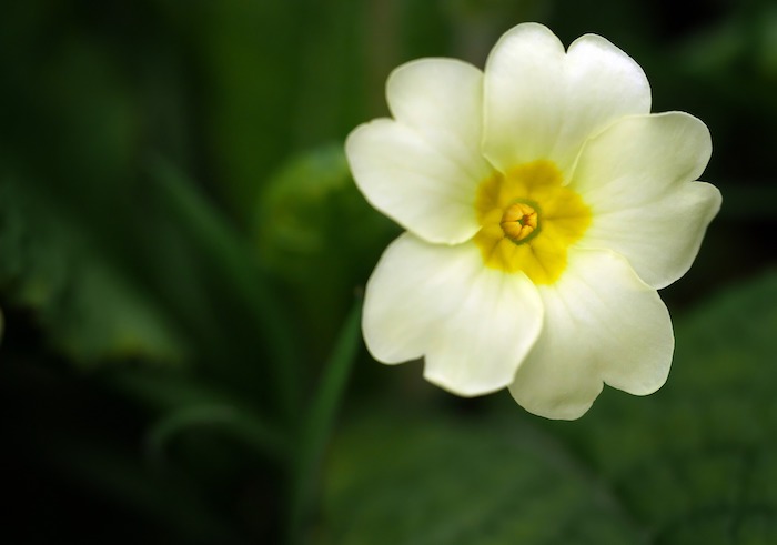 Blooming English primrose