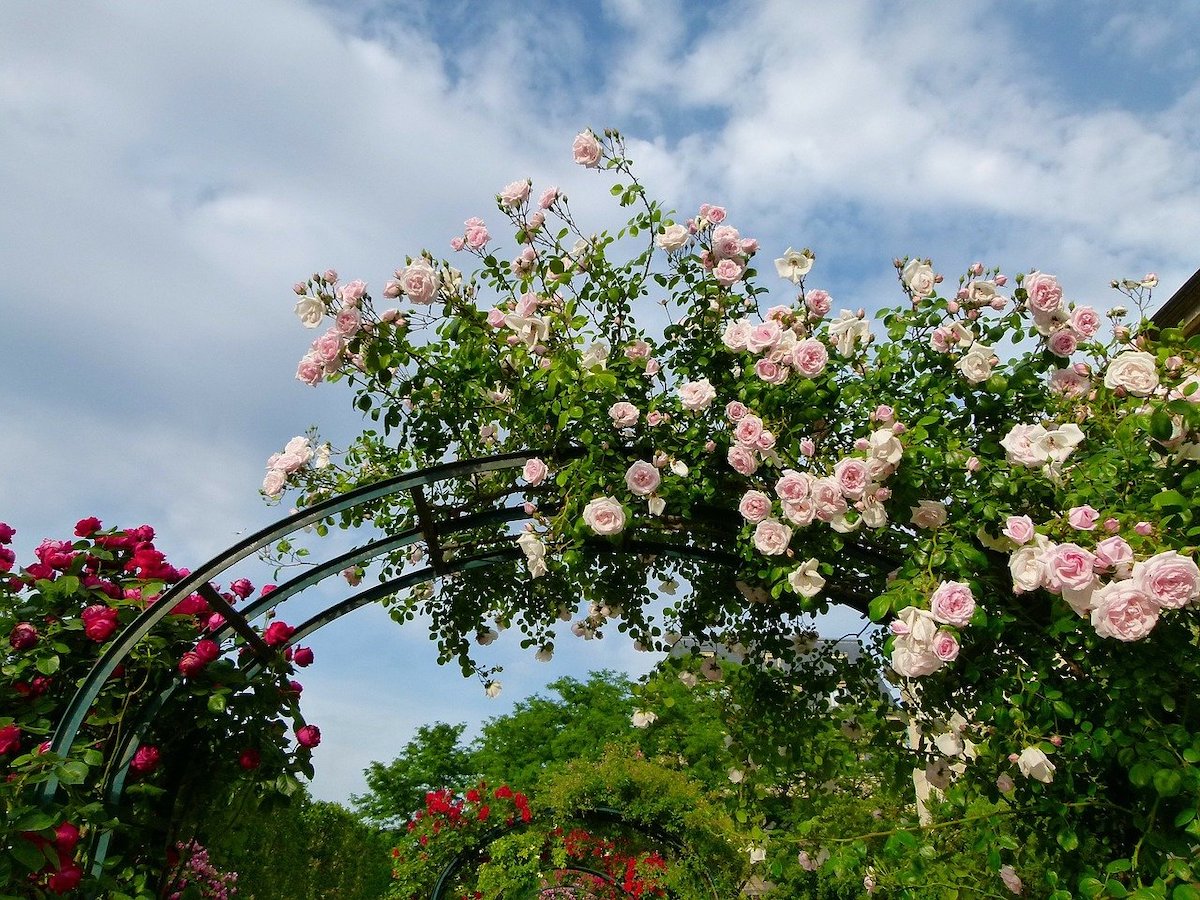 Metal trellis with pink climbing flowers against a blue sky