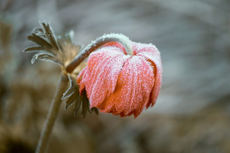 A close-up of a drooping red-orange flower bud coated in delicate white frost crystals on a gray winter day, with frosted leaves visible on the stem and a soft blurred background.