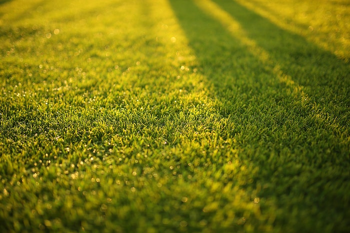 Green grass in golden sunlight