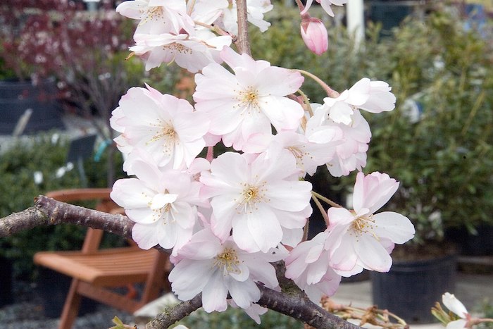 Blooming Higan Cherry