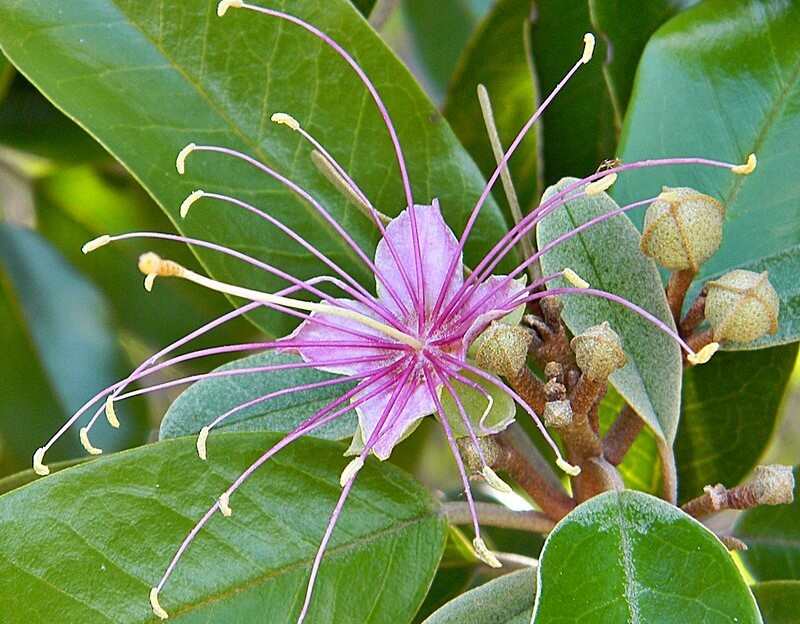 Pink flower of the Jamaica caper shrub