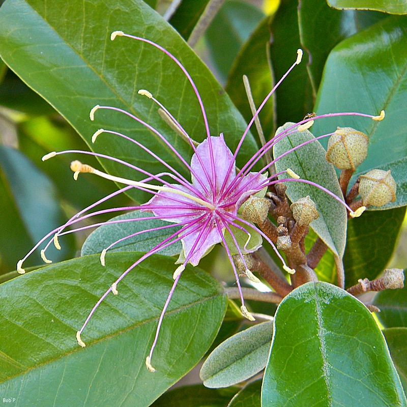 Pink flower of the Jamaica caper shrub