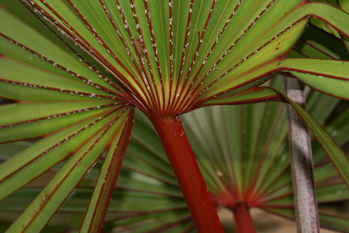 Red stalk of Latania lontaroides