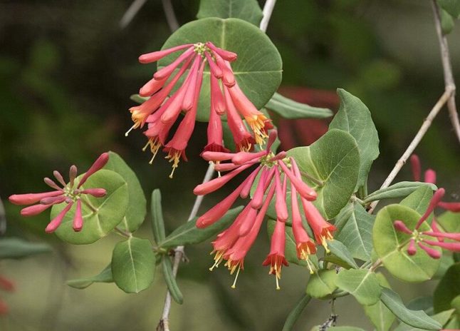 closeup image of lonicera sempervirens flower