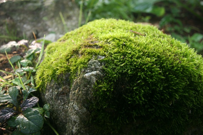 Mossy green rock