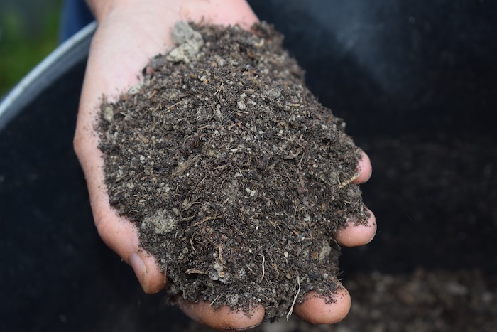 Hand holding mulch